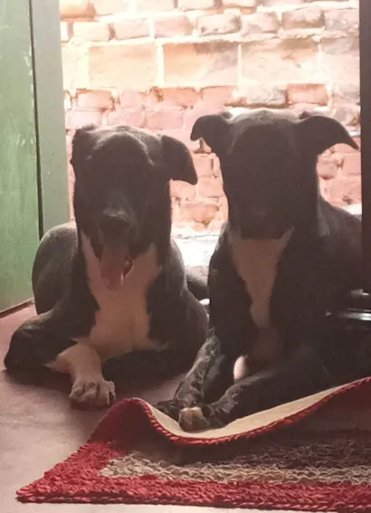 Cachorro raça SRD-ViraLata idade 1 ano nome Mateus André Ferreira