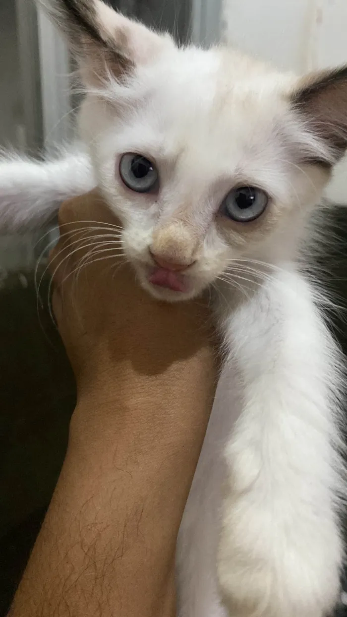 Gato raça SRD-ViraLata idade 2 a 6 meses nome Ainda não tem nome