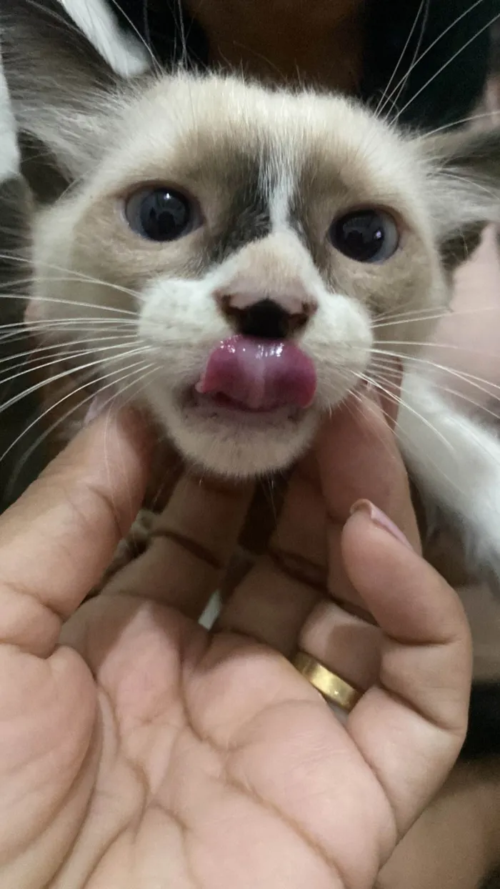 Gato raça SRD-ViraLata idade 2 a 6 meses nome Ainda não tem nome