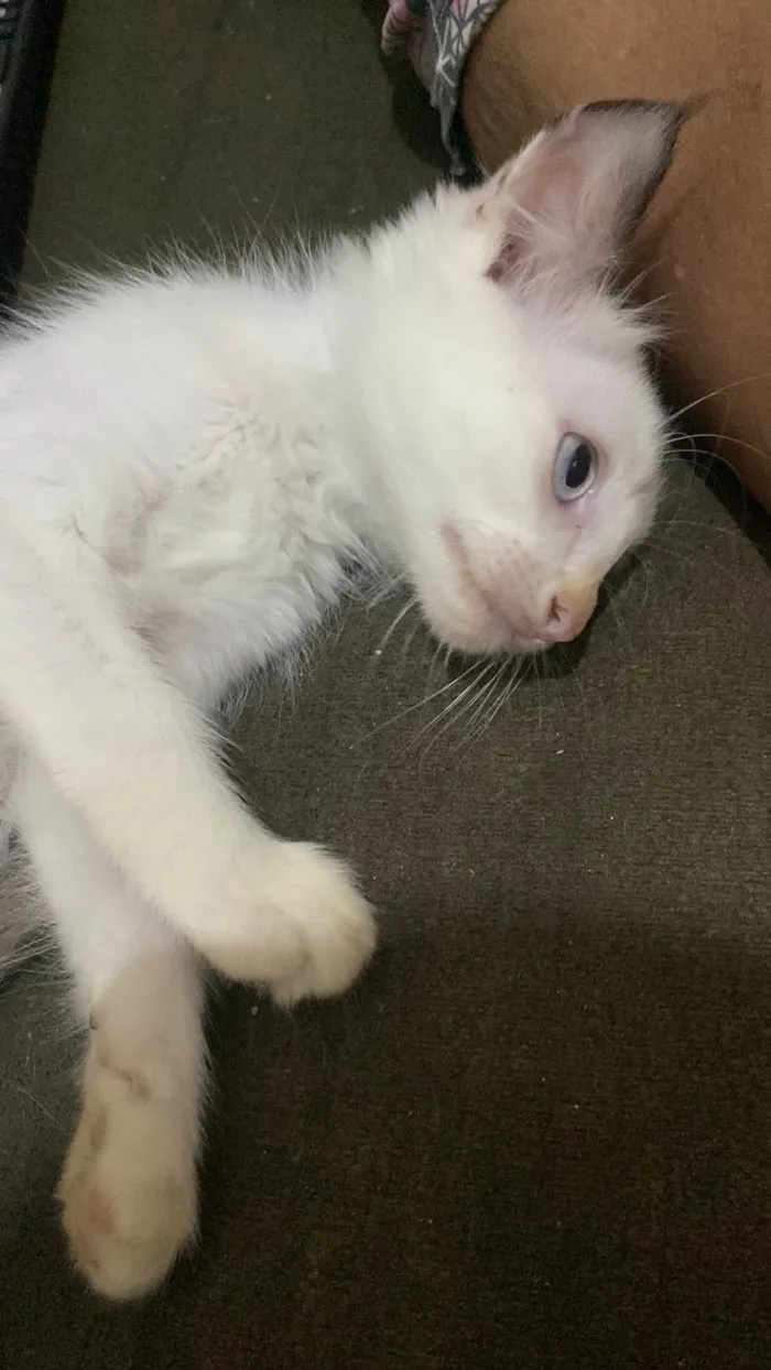 Gato raça SRD-ViraLata idade 2 a 6 meses nome Ainda não tem nome