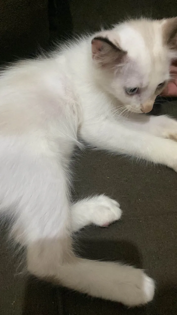 Gato raça SRD-ViraLata idade 2 a 6 meses nome Ainda não tem nome