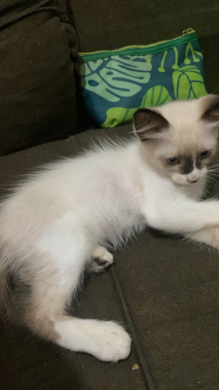 Gato raça SRD-ViraLata idade 2 a 6 meses nome Ainda não tem nome