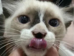 Gato raça SRD-ViraLata idade 2 a 6 meses nome Ainda não tem nome