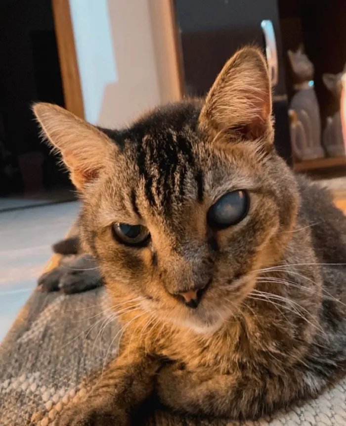 Gato raça SRD-ViraLata idade 6 ou mais anos nome Gatuxo 