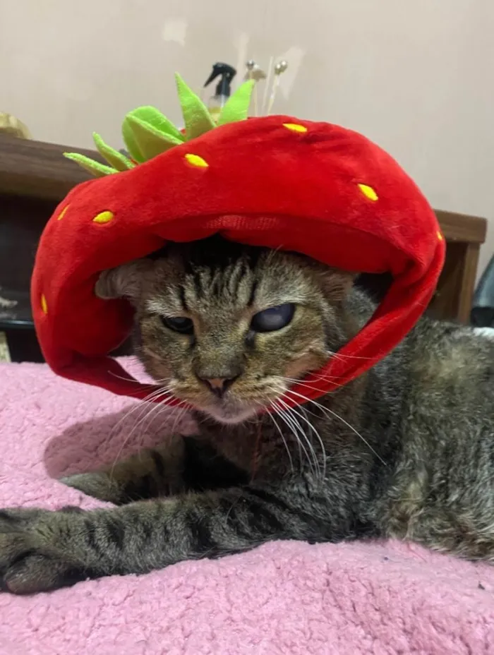 Gato raça SRD-ViraLata idade 6 ou mais anos nome Gatuxo 