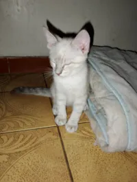 Gato raça SRD-ViraLata idade 2 a 6 meses nome Ana Lucia 