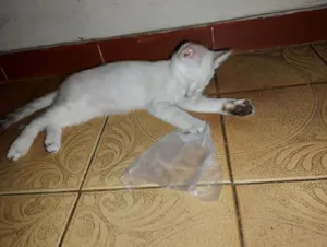 Gato raça SRD-ViraLata idade 2 a 6 meses nome Ana Lucia 