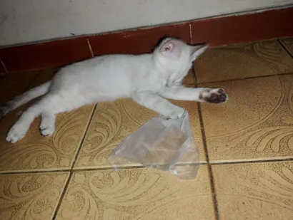 Gato raça SRD-ViraLata idade 2 a 6 meses nome Ana Lucia 