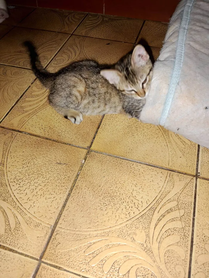 Gato raça SRD-ViraLata idade 2 a 6 meses nome Ana Lucia 