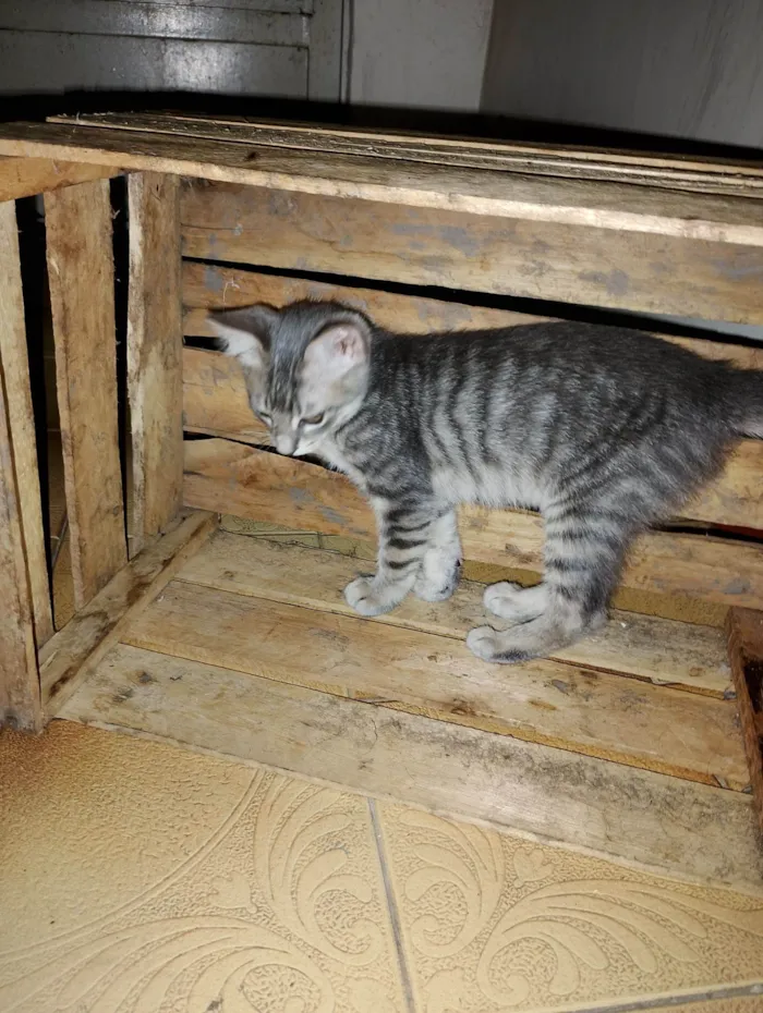 Gato raça SRD-ViraLata idade 2 a 6 meses nome Ana Lucia 