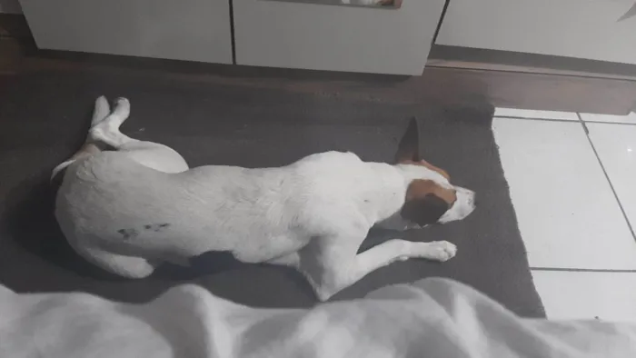 Cachorro raça Vira lata idade 7 a 11 meses nome Faisca