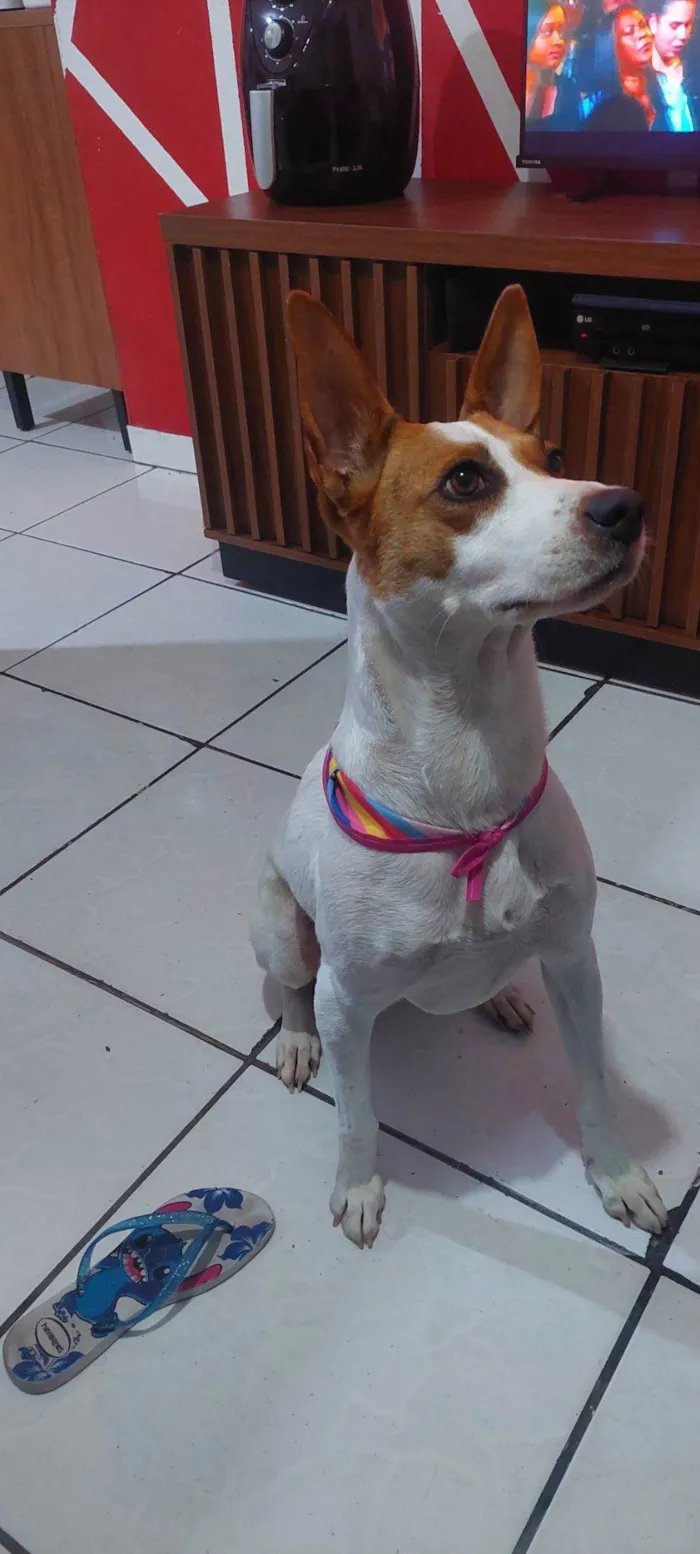 Cachorro raça Vira lata idade 7 a 11 meses nome Faisca