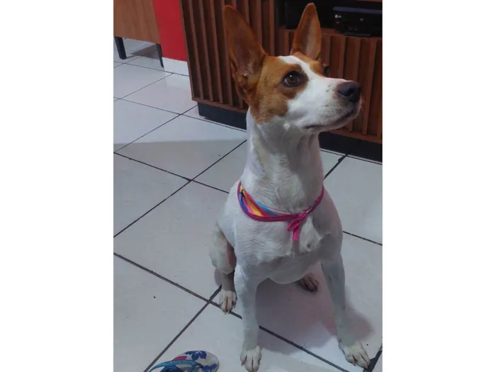 Cachorro raça Vira lata idade 7 a 11 meses nome Faisca