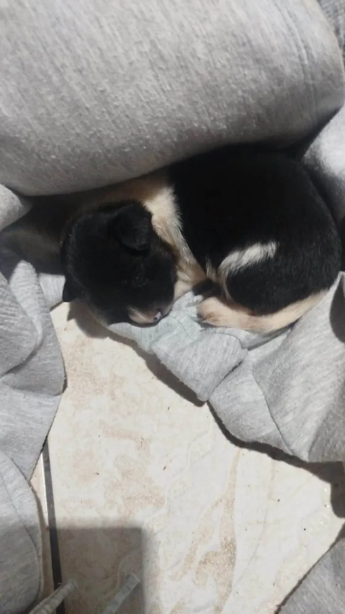 Cachorro raça SRD-ViraLata idade Abaixo de 2 meses nome Princesa 