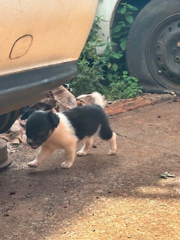 Cachorro raça SRD-ViraLata idade Abaixo de 2 meses nome Princesa 