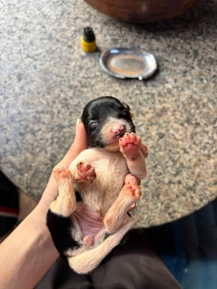 Cachorro raça SRD-ViraLata idade Abaixo de 2 meses nome Princesa 