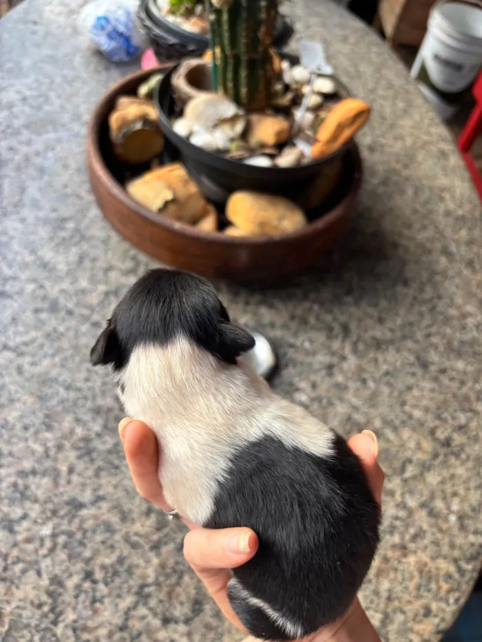 Cachorro raça SRD-ViraLata idade Abaixo de 2 meses nome Princesa 