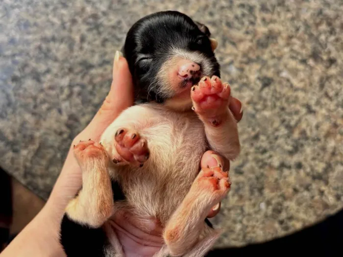 Cachorro raça SRD-ViraLata idade Abaixo de 2 meses nome Princesa 