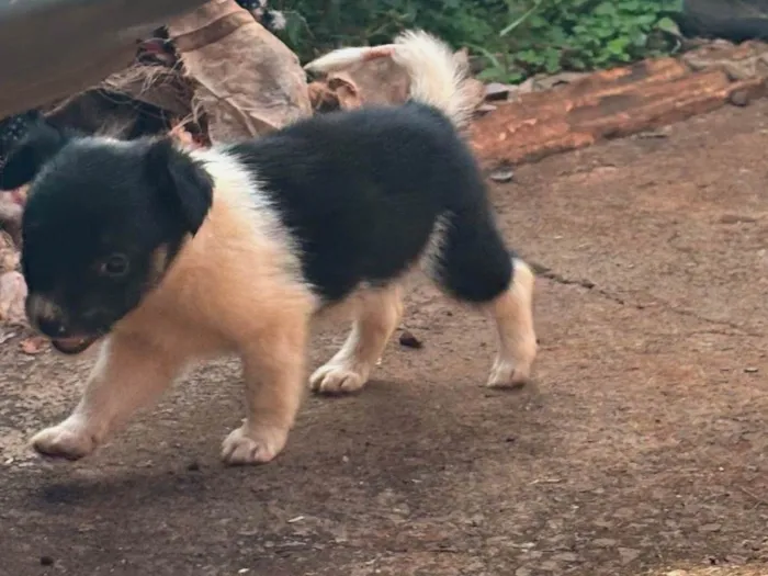 Cachorro raça SRD-ViraLata idade Abaixo de 2 meses nome Princesa 
