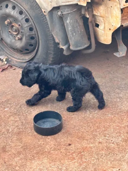 Cachorro raça SRD-ViraLata idade 2 a 6 meses nome Neguinho 