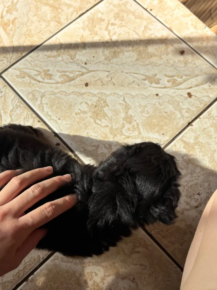 Cachorro raça SRD-ViraLata idade 2 a 6 meses nome Neguinho 