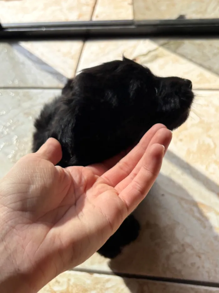 Cachorro raça SRD-ViraLata idade 2 a 6 meses nome Neguinho 