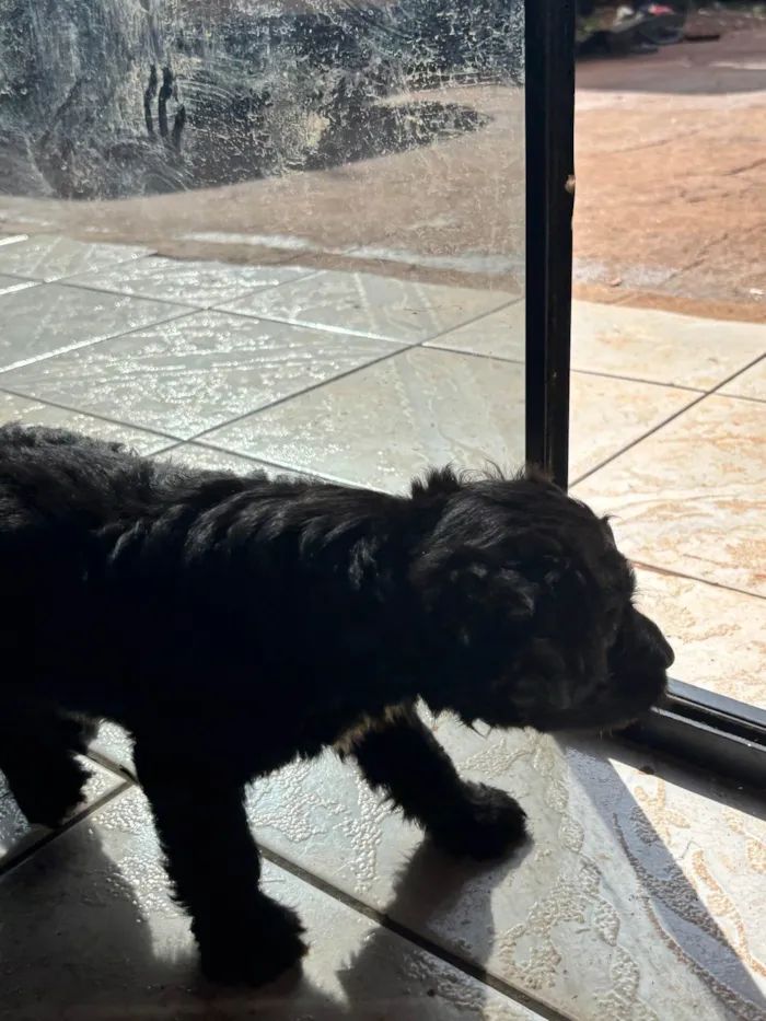 Cachorro raça SRD-ViraLata idade 2 a 6 meses nome Neguinho 