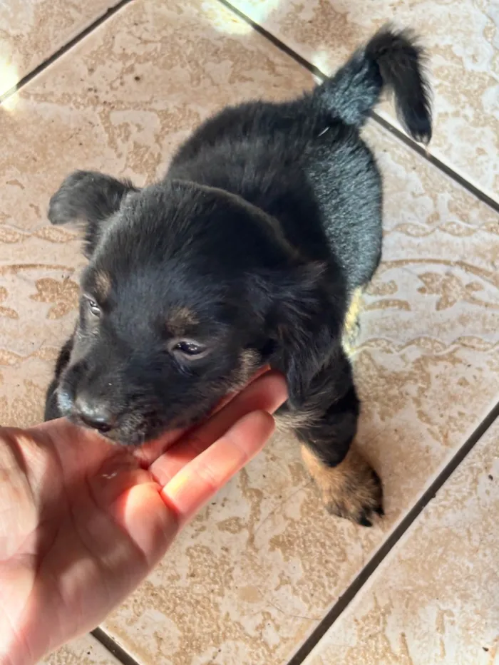Cachorro raça SRD-ViraLata idade 2 a 6 meses nome Neguinha??