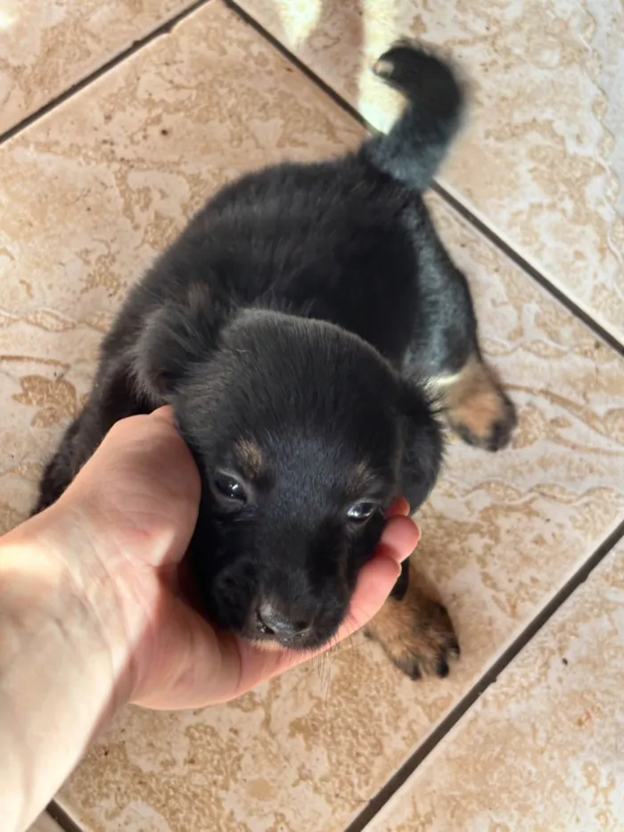 Cachorro raça SRD-ViraLata idade 2 a 6 meses nome Neguinha??