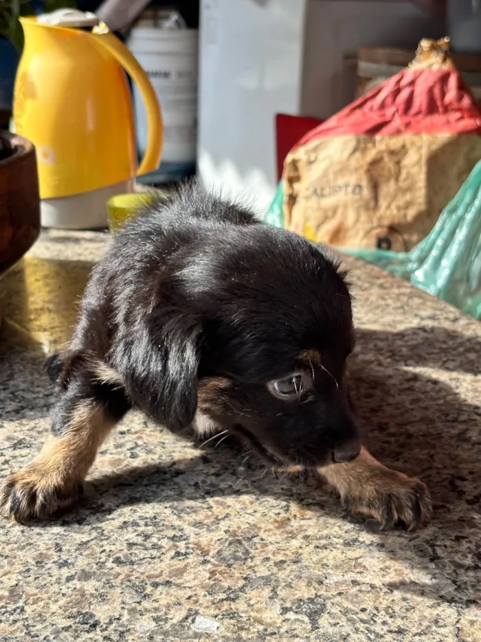 Cachorro raça SRD-ViraLata idade 2 a 6 meses nome Neguinha??