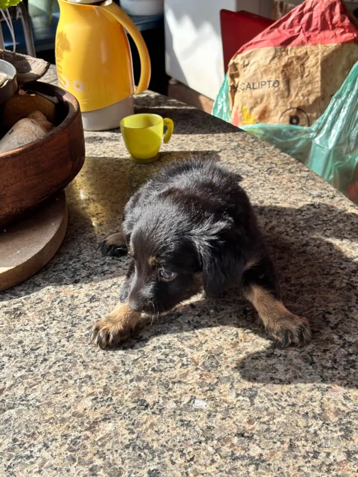 Cachorro raça SRD-ViraLata idade 2 a 6 meses nome Neguinha??