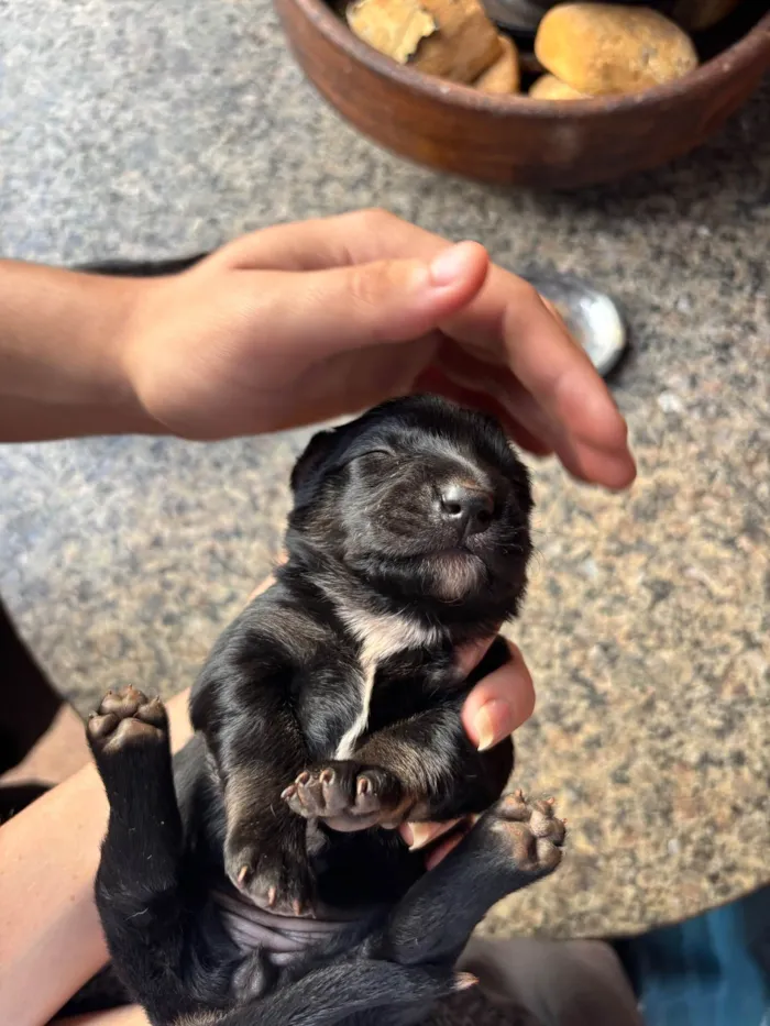 Cachorro raça SRD-ViraLata idade 2 a 6 meses nome Neguinha??