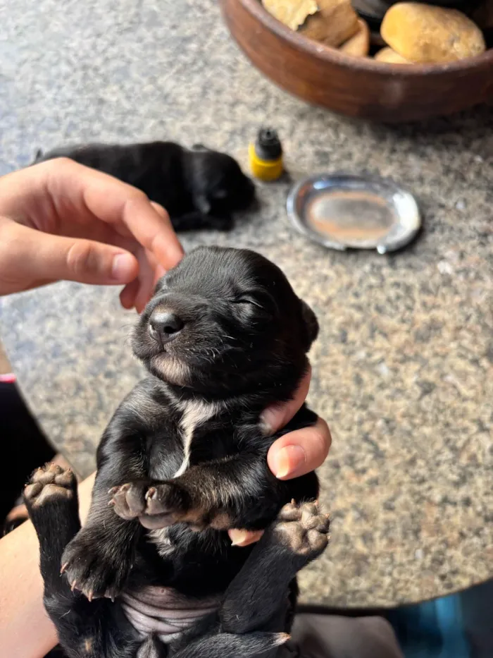 Cachorro raça SRD-ViraLata idade 2 a 6 meses nome Neguinha??