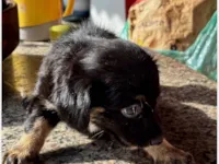 Cachorro raça SRD-ViraLata idade 2 a 6 meses nome Neguinha??