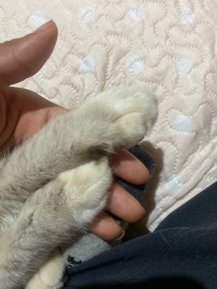 Gato raça SRD-ViraLata idade 2 a 6 meses nome Evelly vitória Santos Rodrigues 