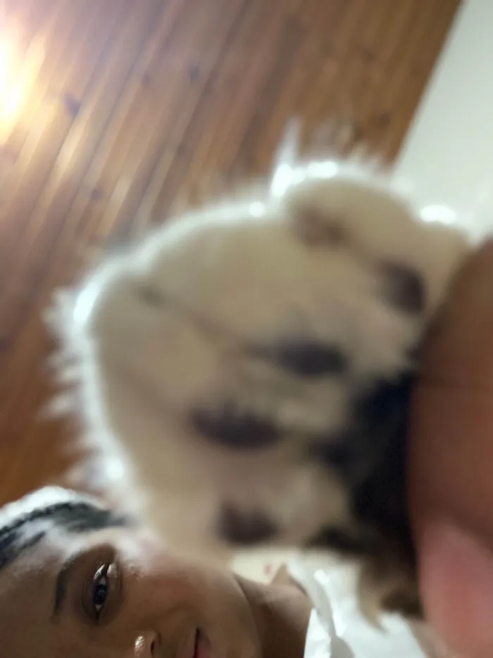 Gato raça SRD-ViraLata idade 2 a 6 meses nome Evelly vitória Santos Rodrigues 