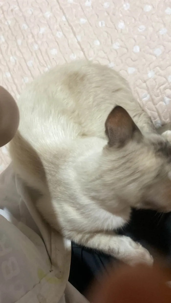 Gato raça SRD-ViraLata idade 2 a 6 meses nome Evelly vitória Santos Rodrigues 