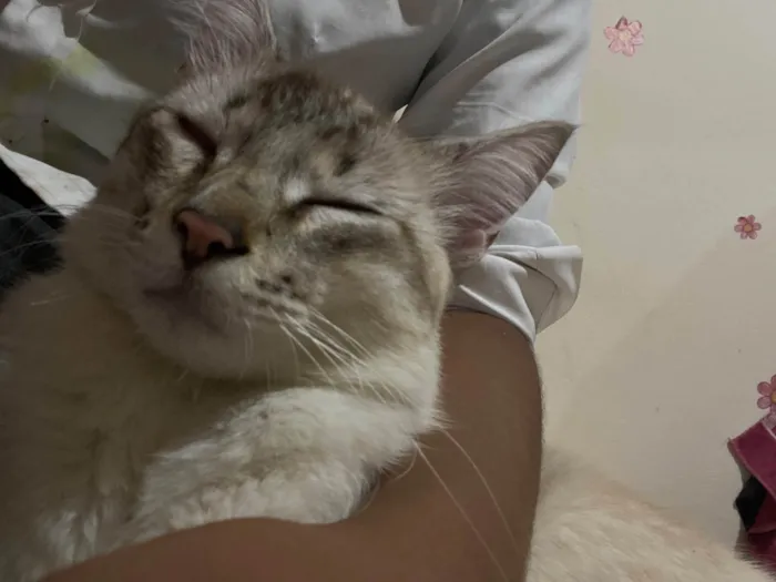 Gato raça SRD-ViraLata idade 2 a 6 meses nome Evelly vitória Santos Rodrigues 