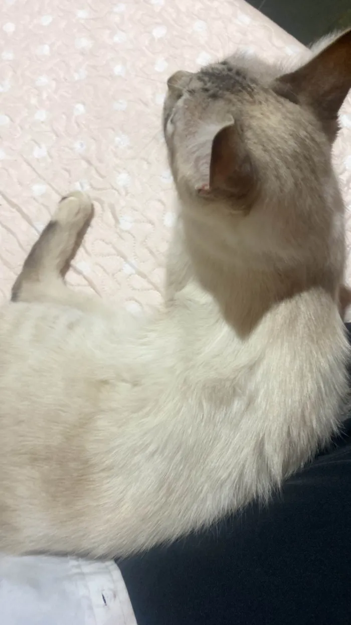 Gato raça SRD-ViraLata idade 2 a 6 meses nome Evelly vitória Santos Rodrigues 