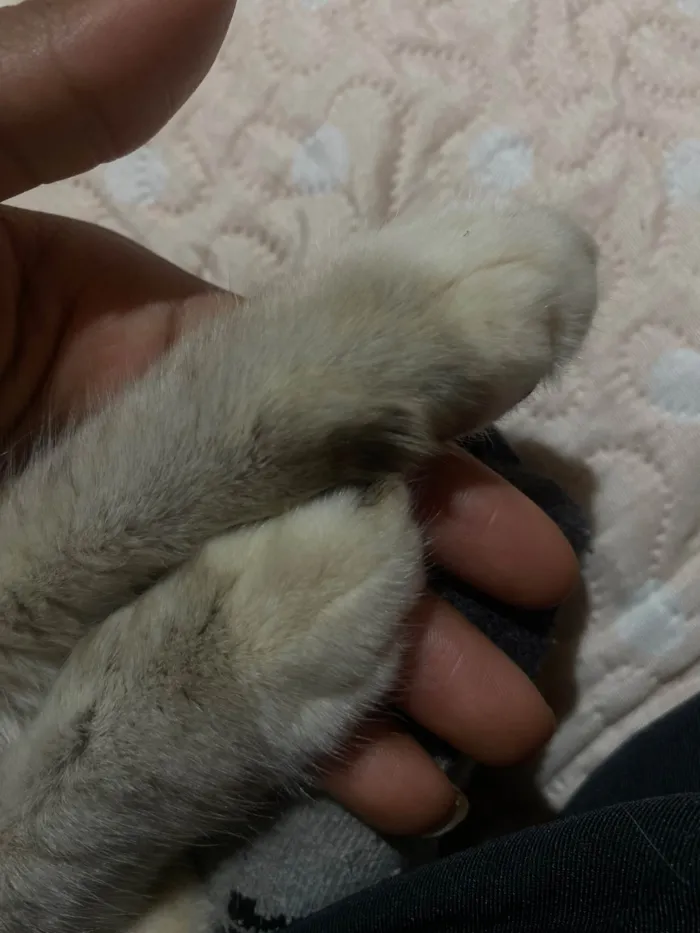 Gato raça SRD-ViraLata idade 2 a 6 meses nome Evelly vitória Santos Rodrigues 