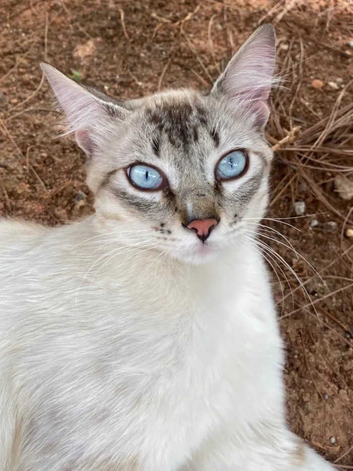 Gato raça SRD-ViraLata idade 2 a 6 meses nome Evelly vitória Santos Rodrigues 