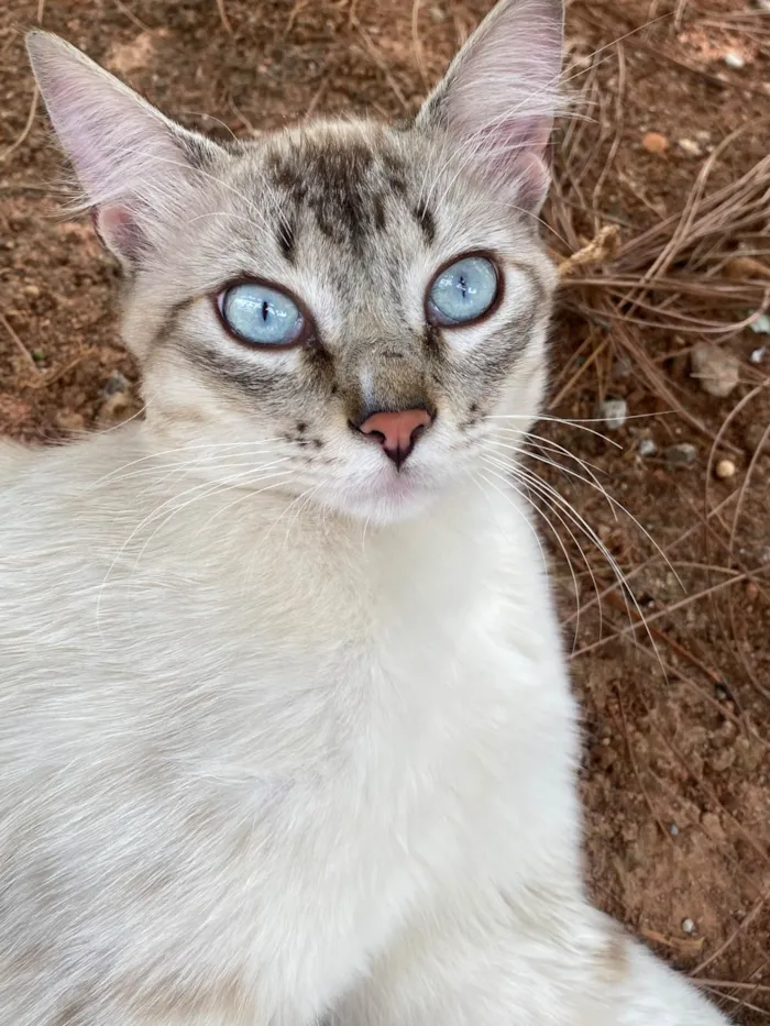 Gato raça SRD-ViraLata idade 2 a 6 meses nome Evelly vitória Santos Rodrigues 