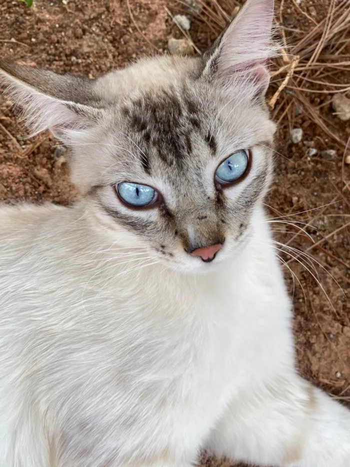Gato raça SRD-ViraLata idade 2 a 6 meses nome Evelly vitória Santos Rodrigues 