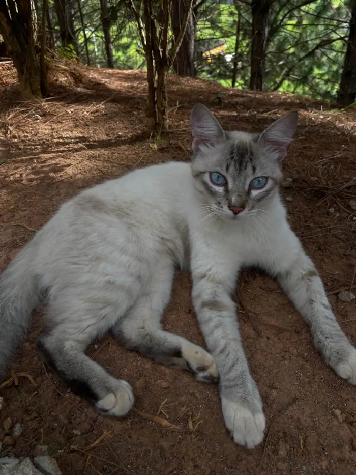 Gato raça SRD-ViraLata idade 2 a 6 meses nome Evelly vitória Santos Rodrigues 