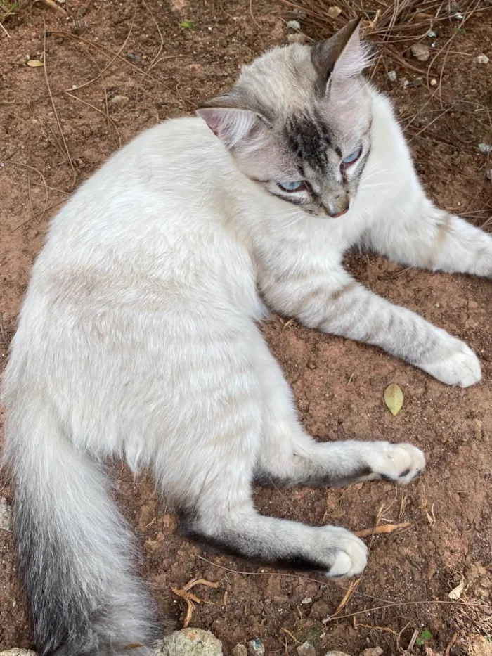 Gato raça SRD-ViraLata idade 2 a 6 meses nome Evelly vitória Santos Rodrigues 