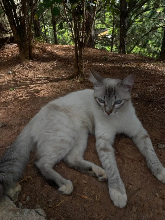 Gato raça SRD-ViraLata idade 2 a 6 meses nome Evelly vitória Santos Rodrigues 