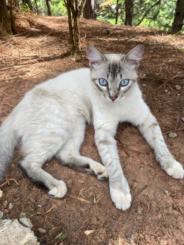 Gato raça SRD-ViraLata idade 2 a 6 meses nome Evelly vitória Santos Rodrigues 