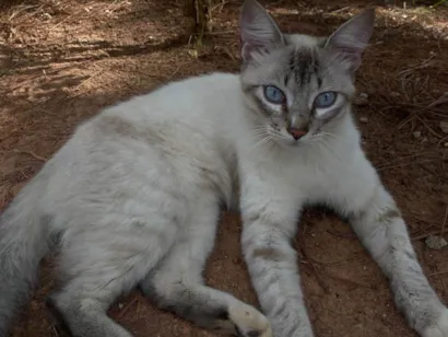 Gato raça SRD-ViraLata idade 2 a 6 meses nome Evelly vitória Santos Rodrigues 