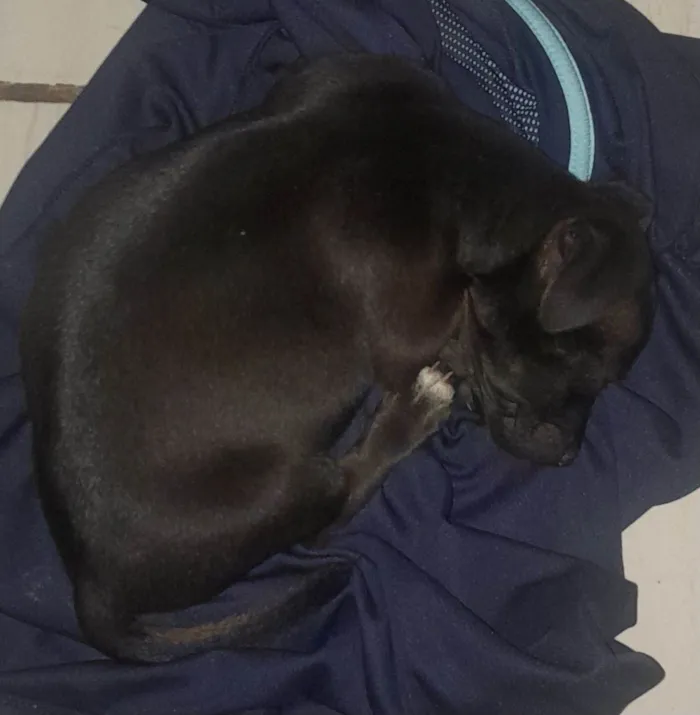 Cachorro raça SRD-ViraLata idade 2 a 6 meses nome Não sei