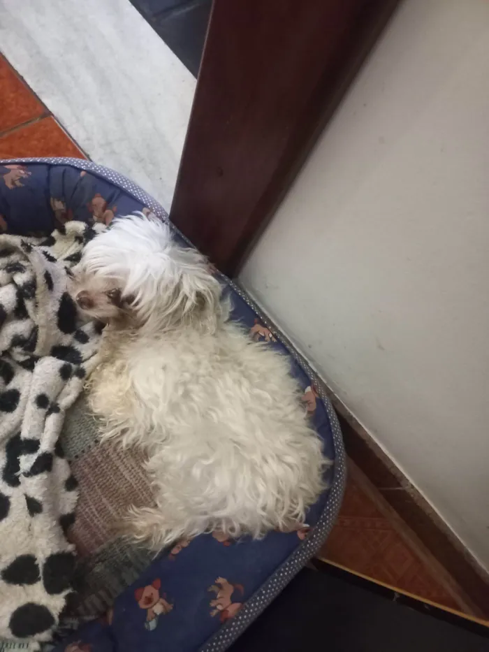 Cachorro raça Maltês idade 6 ou mais anos nome Julie